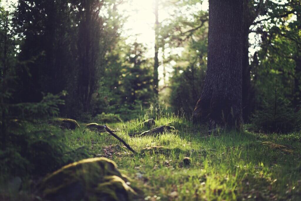 forest 653448 1920