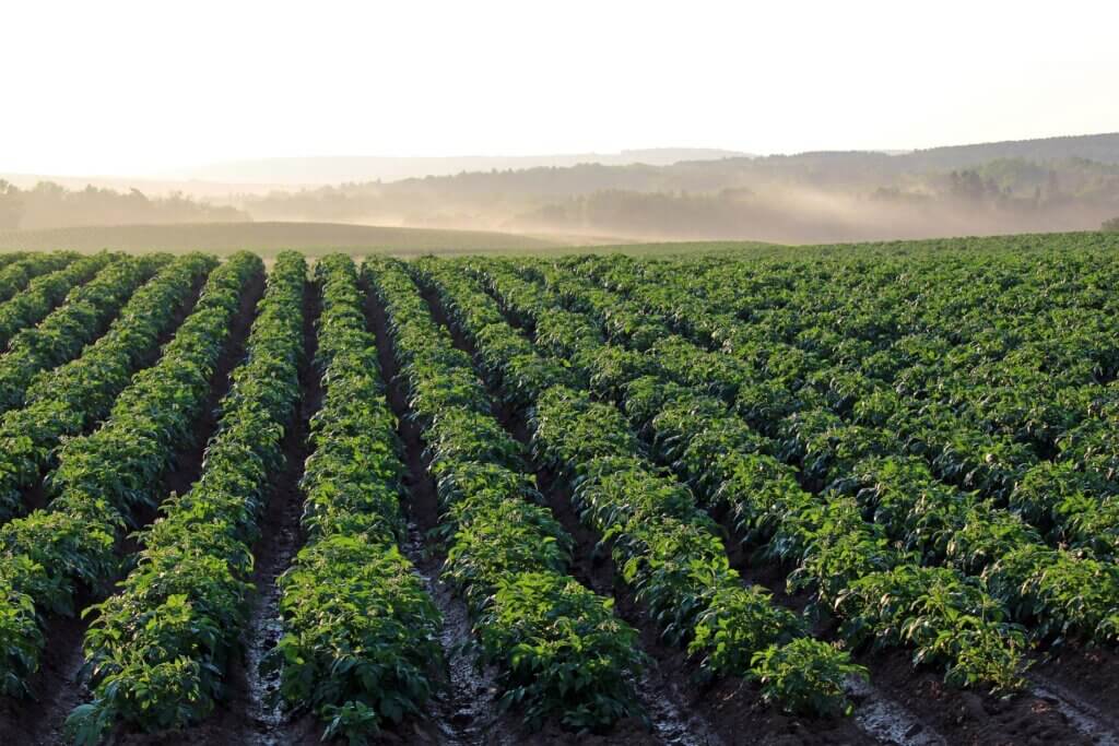hgartley potato field 4357002 1920