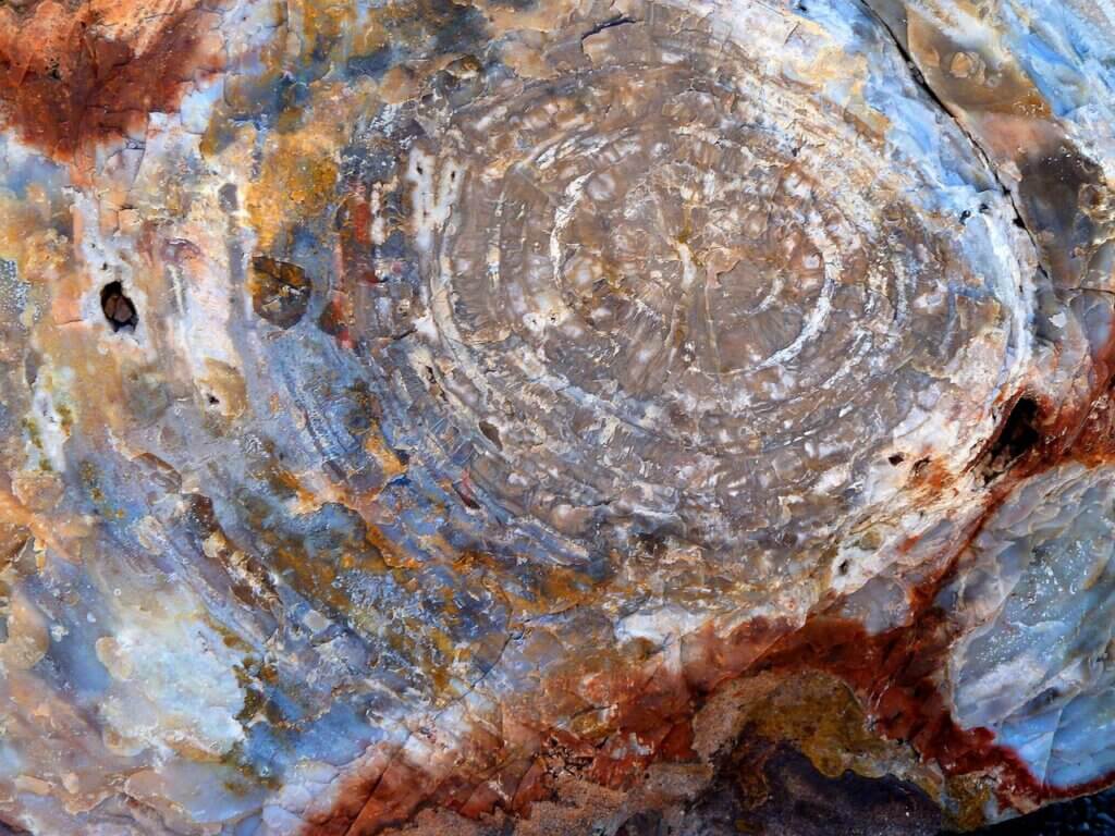 petrified wood 55673 1280