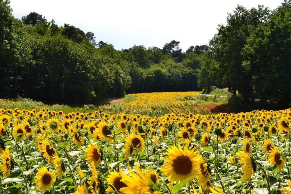 sunflower fields 685367 1920